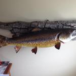 Brown Trout - Skin Mount